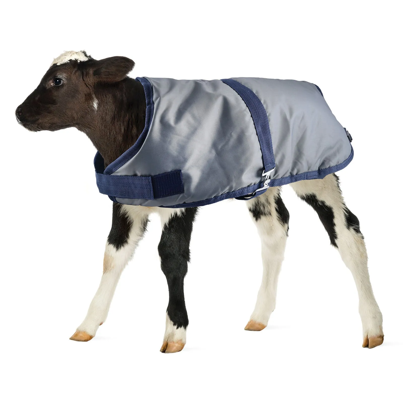 Kozee Kalf Insulated Calf Blanket